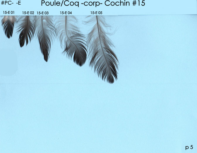 Poule et Coq E 5 p3
