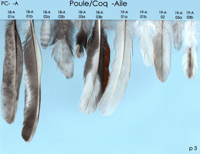 Poule et Coq A 3 p1