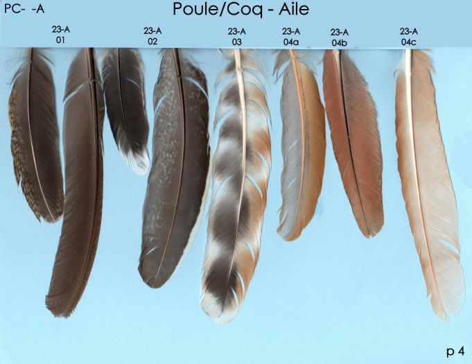 Poule et Coq A 4 p1