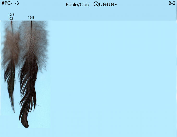 Poule et Coq B 2 p2