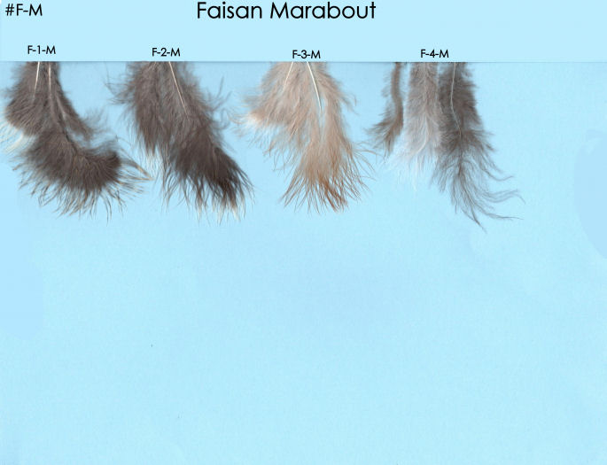 Faisan Marabout p4